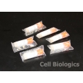 Hamster Primary Colonic Epithelial Cells
